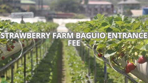 strawberry farm baguio entrance fee|Strawberry Farm Baguio (Complete 2024 Travel Guide) .